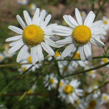 Tripleurospermum perforatum \ Geruchlose Kamille, D Tiefenbronn-Mühlhausen 12.6.2021