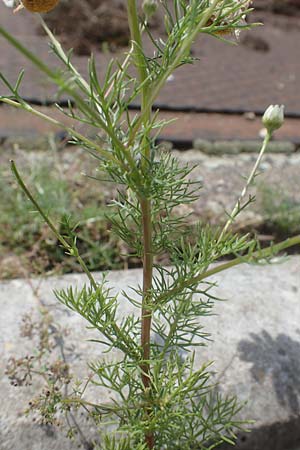 Tripleurospermum perforatum / Scentless Mayweed, D Mannheim 10.7.2021