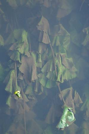 Nuphar lutea \ Teichrose, Groe Mummel / Yellow Water Lily, D Grevenbroich 5.9.2021