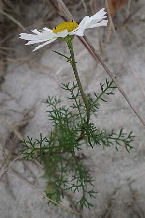 Tripleurospermum maritimum \ Falsche Kamille, Strand-Kamille / Scentless Mayweed, D Hohwacht 13.9.2021