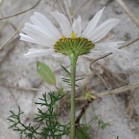 Tripleurospermum maritimum \ Falsche Kamille, Strand-Kamille / Scentless Mayweed, D Hohwacht 13.9.2021