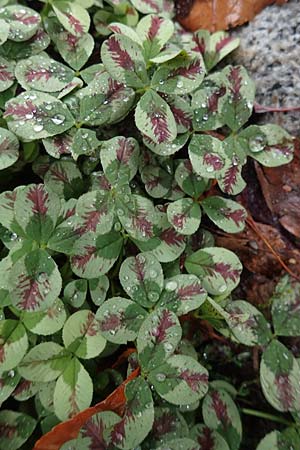 Trifolium repens \ Wei-Klee, Weiklee / White Clover, D Eutin 15.9.2021