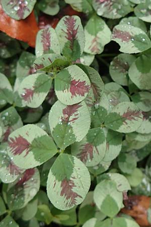 Trifolium repens \ Wei-Klee, Weiklee / White Clover, D Eutin 15.9.2021