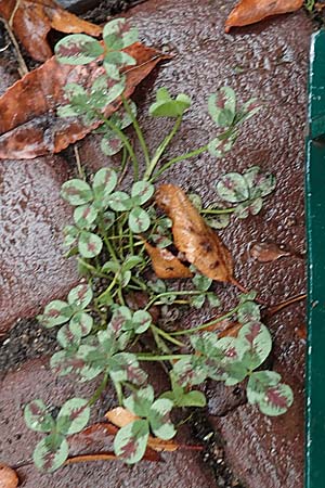 Trifolium repens \ Wei-Klee, Weiklee, D Eutin 15.9.2021