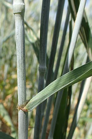 x Triticosecale rimpaui / Triticale, D Odenwald, Lampenhain 17.6.2022