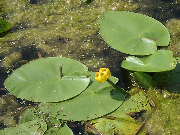 Nuphar lutea \ Teichrose, Groe Mummel / Yellow Water Lily, D Karlsruhe Fritschlach 23.7.2022