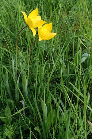 Tulipa sylvestris subsp. sylvestris \ Wild-Tulpe / Wild Tulip, D Heidelberg 21.4.2016