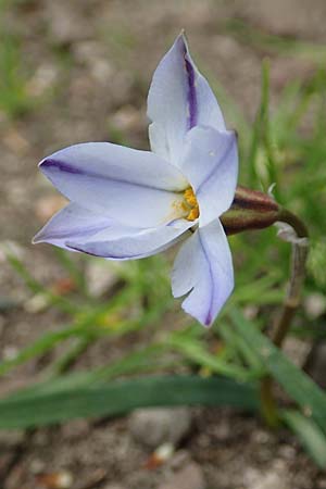 Tristagma sessile / Spring Star Flower, D Frankfurt-Bockenh 8.4.2017