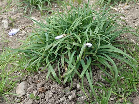 Tristagma sessile \ Stngelloser Frhlingsstern / Spring Star Flower, D Frankfurt-Bockenh 8.4.2017