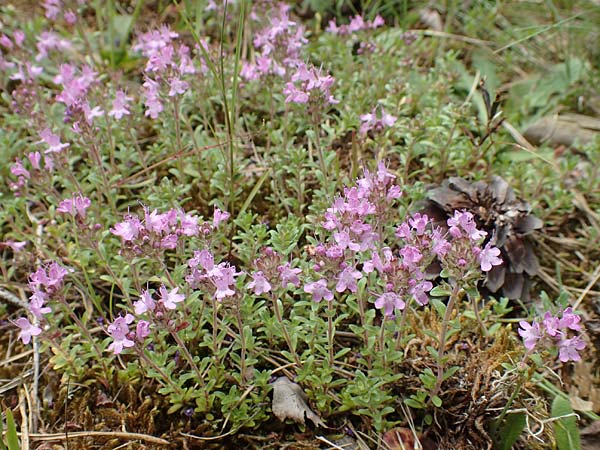 Thymus serpyllum \ Sand-Thymian, D Schwetzingen 22.6.2018