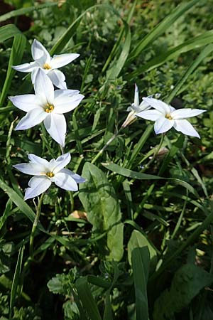 Tristagma sessile \ Stngelloser Frhlingsstern / Spring Star Flower, D Frankfurt-Bockenh 25.4.2019