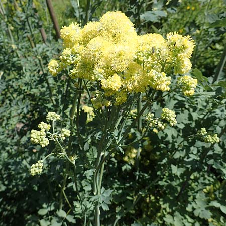 Thalictrum speciosissimum / Glaucous-Leaved Meadow-Rue, Dusty Meadow-Rue, D Botan. Gar. Krefeld 13.6.2019