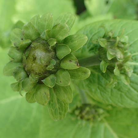 Telekia speciosa \ Groe Telekie, D Bochum 28.7.2020