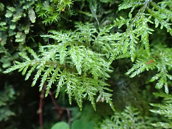 Thuidium tamariscinum \ Thujamoos, D Schwarzwald, Allerheiligen 1.8.2017