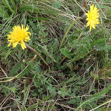 Taraxacum tortilobum / Twisted-Lobed Dandelion, D Heusenstamm 16.4.2018