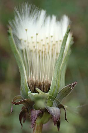 Taraxacum tortilobum \ Gedrehtlappiger Lwenzahn / Twisted-Lobed Dandelion, D Viernheim 1.5.2018