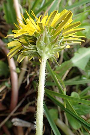 Taraxacum turfosum \ Torfmoos-Lwenzahn / Peat Dandelion, D Schwaigen-Hinterbraunau 2.5.2019