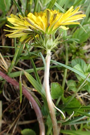 Taraxacum turfosum \ Torfmoos-Lwenzahn / Peat Dandelion, D Schwaigen-Hinterbraunau 2.5.2019