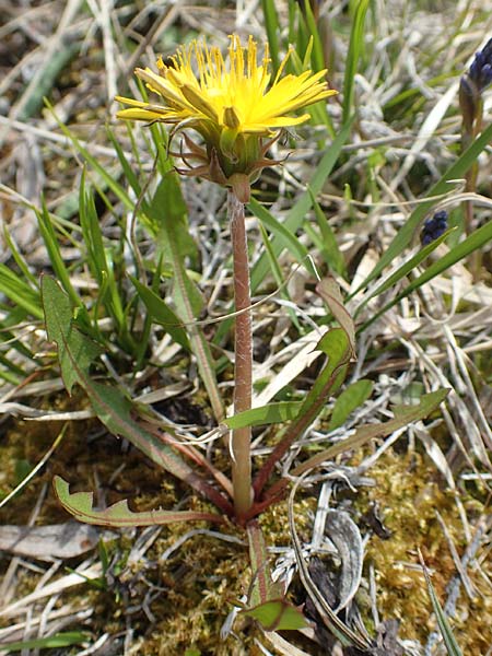 Taraxacum turfosum \ Torfmoos-Löwenzahn / Peat Dandelion, D Lenggries 2.5.2019