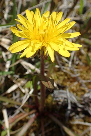 Taraxacum turfosum \ Torfmoos-Lwenzahn / Peat Dandelion, D Mittenwald 2.5.2019