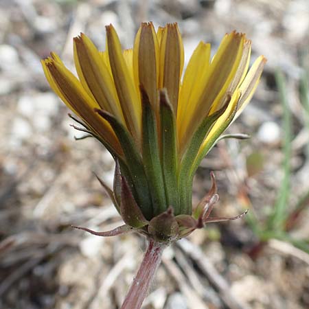 Taraxacum turfosum \ Torfmoos-Lwenzahn / Peat Dandelion, D Mittenwald 2.5.2019