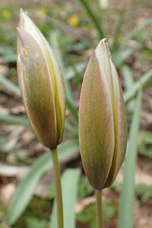 Tulipa tarda \ Zwerg-Stern-Tulpe, Tarda-Tulpe / Late Tulip, Tarda Tulip, D Kleinwallstadt am Main 8.4.2017