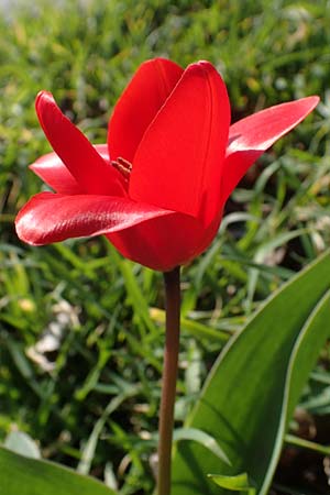 Tulipa gesneriana \ Garten-Tulpe / Garden Tulip, Didier's Tulip, D Mannheim 24.3.2021