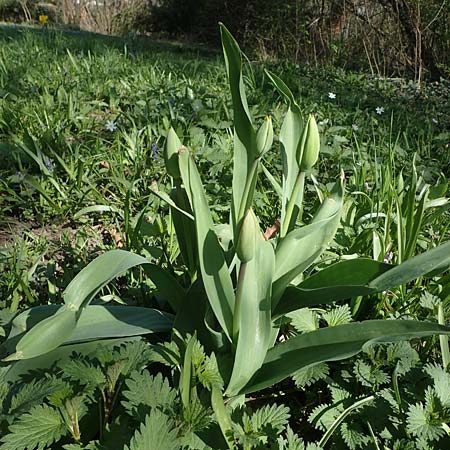 Tulipa gesneriana \ Garten-Tulpe / Garden Tulip, Didier's Tulip, D Ludwigshafen 31.3.2021