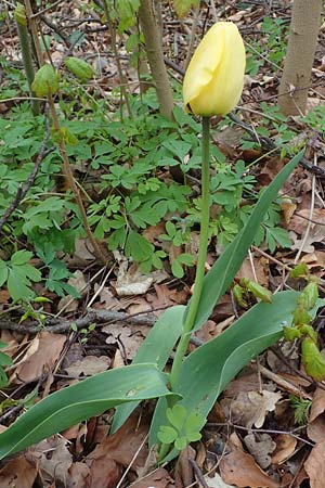 Tulipa gesneriana \ Garten-Tulpe / Garden Tulip, Didier's Tulip, D Ludwigshafen 7.4.2021