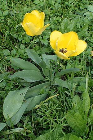 Tulipa gesneriana \ Garten-Tulpe / Garden Tulip, Didier's Tulip, D Ludwigshafen 19.4.2023