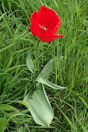 Tulipa gesneriana \ Garten-Tulpe / Garden Tulip, Didier's Tulip, D Ludwigshafen 19.4.2023