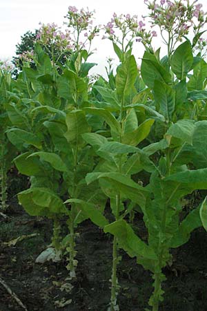 Nicotiana tabacum \ Virginischer Tabak / Virginian Tobacco, D Sandhausen 2.8.2007