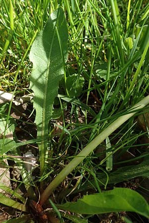 Taraxacum udum \ Flutrasen-Lwenzahn / Marsh Dandelion, D Konstanz 24.4.2018