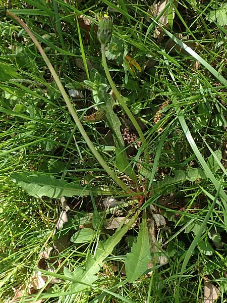 Taraxacum udum \ Flutrasen-Lwenzahn / Marsh Dandelion, D Konstanz 24.4.2018