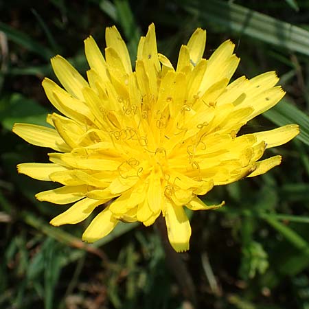 Taraxacum ciliare \ Gewimperter Sumpf-Lwenzahn / Ciliate Marsh Dandelion, D Konstanz 24.4.2018