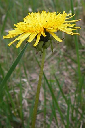 Taraxacum specA ? \ Lwenzahn, D Pfalz, Speyer 3.5.2013