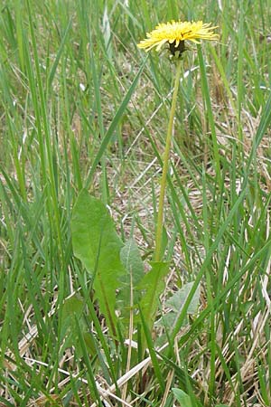 Taraxacum specA ? \ Lwenzahn, D Pfalz, Speyer 3.5.2013