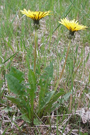 Taraxacum specA ? \ Lwenzahn / Dandelion, D Pfalz, Speyer 3.5.2013