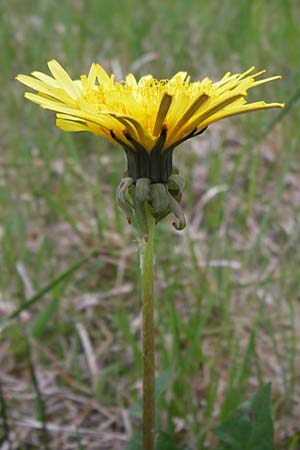 Taraxacum specA ? \ Lwenzahn, D Pfalz, Speyer 3.5.2013