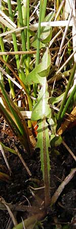 Taraxacum oblongatum ? \ Rundlappiger Lwenzahn / Oblong-Leaved Dandelion, D Offenbach am Main 2.5.2015