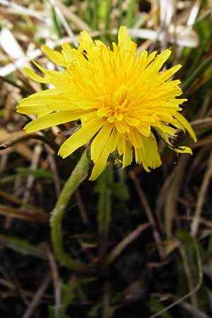 Taraxacum oblongatum ? \ Rundlappiger Lwenzahn / Oblong-Leaved Dandelion, D Offenbach am Main 2.5.2015