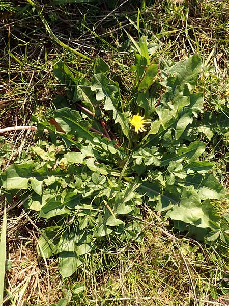 Taraxacum spec3 ? \ Lwenzahn / Dandelion, D Sachsen, Rathen an der Elbe 2.11.2015