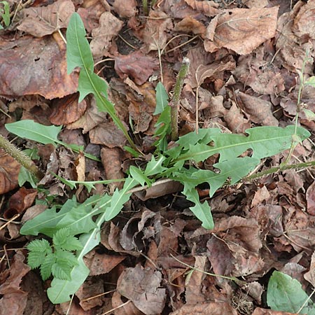 Taraxacum floccosum ? \ Lilahlliger Lwenzahn / Floccose Dandelion, D Mannheim 12.11.2015