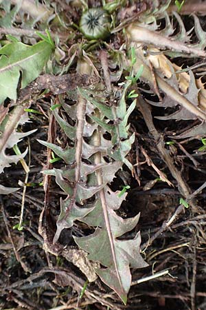 Taraxacum amplum ? \ Prchtiger Lwenzahn / Toothed Dandelion, D Deidesheim 21.2.2016