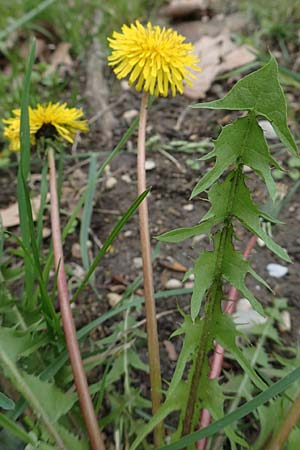 Taraxacum sect. Ruderalia \ Gewhnlicher Lwenzahn, Kuhblume / Dandelion, D Mannheim 18.4.2016