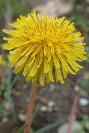 Taraxacum sect. Ruderalia \ Gewhnlicher Lwenzahn, Kuhblume / Dandelion, D Mannheim 18.4.2016