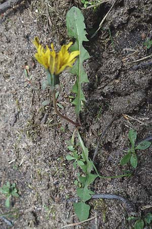 Taraxacum spec6 ? \ Lwenzahn / Dandelion, D Viernheim 5.5.2016