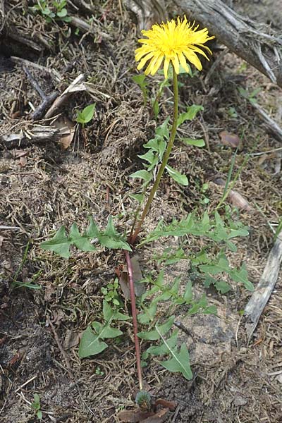 Taraxacum parnassicum \ Schlesischer Lwenzahn / Parnassus Dandelion, D Viernheim 5.5.2016