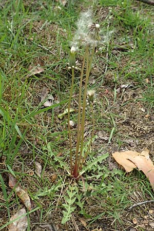 Taraxacum bellicum / Plum-Colored Dandelion, D Viernheim 9.5.2016