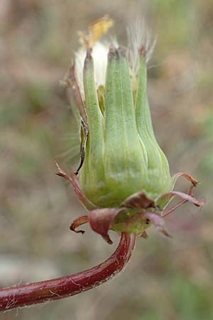 Taraxacum tortilobum / Twisted-Lobed Dandelion, D Viernheim 9.5.2016